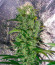 Satori x Mountain Gold regular (Mandala Seeds) семена конопли