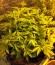 Auto Anubis fem (Pyramid Seeds) семена конопли