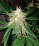 Auto Northern Lights XXL fem (00 Seeds) семена конопли
