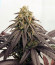Cookies Purple Punch fem (Medical Seeds) семена конопли