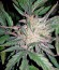 Jack 47 Auto fem (Sweet Seeds) семена конопли