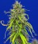 Pandora Auto fem (Paradise Seeds) семена конопли