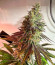 HighCloudZ fem (Green House Seeds) семена конопли