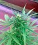 Critical + Autoflowering fem (Dinafem Seeds) семена конопли