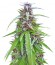 Easy Sativa fem (Female Seeds) семена конопли