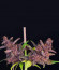 Purple Lemonade Auto fem (FastBuds) семена конопли
