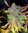 Auto Mimosa Punch fem (Advanced Seeds) семена конопли