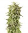 Bubba Kush Auto fem (Humboldt Seeds) семена конопли