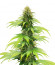 CBG-Force fem (Dutch Passion) семена конопли