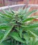 Original Amnesia Autoflowering fem (Dinafem Seeds) семена конопли