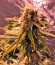 Original Amnesia fem (Dinafem Seeds) семена конопли