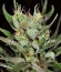 Super Silver Haze fem (Green House Seeds) семена конопли