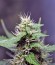 Auto Anesthesia fem (Pyramid Seeds) семена конопли
