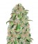 Doctor Jamaica fem (Vision Seeds) семена конопли
