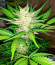 Pineapple Glue fem (Advanced Seeds) семена конопли