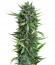 Sour Diesel Auto fem (Humboldt Seeds) семена конопли
