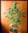Chronic Ryder Auto fem (Doctor’s Choice) семена конопли