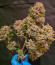 Diablo Rojo XL Auto fem (Sweet Seeds) семена конопли
