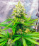 Kaya 47 fem (Advanced Seeds) семена конопли