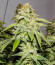 Moby Delicious fem (Delicious Seeds) семена конопли