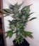 Black Jack F1 Fast Version fem (Sweet Seeds) семена конопли