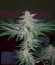 Fast Flowering Green Crack fem семена конопли