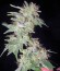 Magic Bud fem (Paradise Seeds) семена конопли