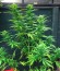 Sweet Black Angel fem (Samsara Seeds) семена конопли
