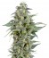 Auto Kryptonite fem (Pyramid Seeds) семена конопли