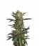 Original Amnesia fem (Dinafem Seeds) семена конопли