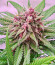Still Bubba fem (AlphaFem Seeds) семена конопли