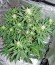 Blue Dream Auto fem (Humboldt Seeds) семена конопли