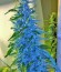 2 Fast 2 Vast Auto fem (Heavyweight Seeds) семена конопли