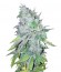 AK 48 reg (Nirvana Seeds) семена конопли