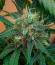 Jealousy Z XL Auto fem (Sweet Seeds) семена конопли