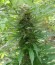 Outdoor Grapefruit fem (Female Seeds) семена конопли