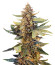 Guava Auto fem (FastBuds Seeds) семена конопли