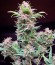 Wembley fem (Pyramid Seeds) семена конопли