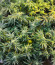Candy House fem (UKHTA) семена конопли