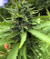 Delicious Cookies fem (Delicious Seeds) семена конопли
