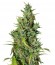 Neville Haze Ryder Auto fem (World of Seeds) семена конопли