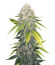Indica Mix fem (Herbies Seeds) микс семян конопли