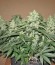 Ogre Auto fem (Doctor’s Choice) семена конопли