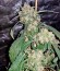 White Domina fem (Kannabia Seed Company) семена конопли