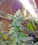 Kaia Kush fem (Green House Seed) семена конопли