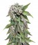 Auto Blue Pyramid fem (Pyramid Seeds) семена конопли
