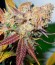 Lucid Bolt fem (Paradise Seeds) семена конопли