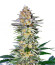 Alpha 21 fem (AlphaFem Seeds) семена конопли