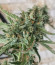 Auto Blue Pyramid fem (Pyramid Seeds) семена конопли