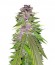 Bubba Gum Auto fem (Dr. Krippling Seeds) семена конопли